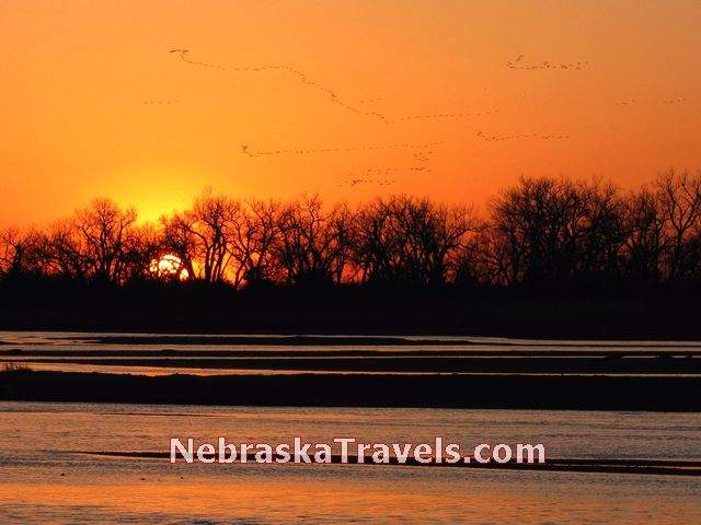 Flocks of Sandhill Cranes at Sunset Photo with Red Color - On Platte River near Gibbon, Nebraska