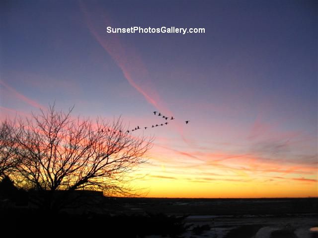 Colorful orange, red & blue country sunset sky with a flock of Geese flying in V + red jet trails