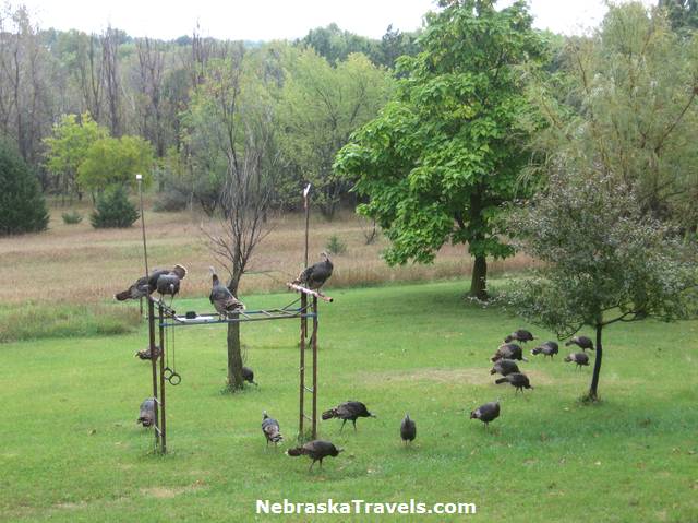 Wild Turkeys in back yard and perched on gym set