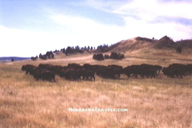 Nebraska Fort Robinson State Park Buffalo Herd -  Ft Robinson Park