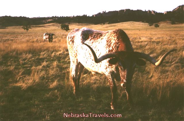 Nebraska Fort Robinson State Park - Longhorn Steer up close -  Ft Robinson Park