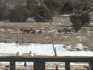 Deer Running in Back Yard- taken from Video - Eastern Nebraska 