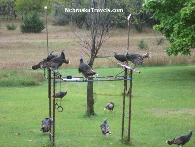 Wild Turkeys in back yard perched on gym set