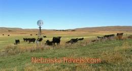 Western Nebraska Sandhills Grassland - Cattle by Wooden Windmill